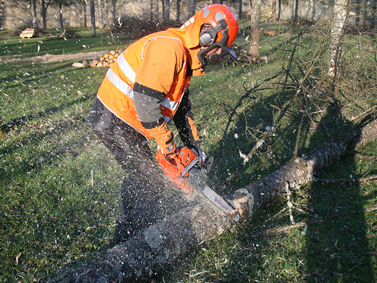 Les métiers de la forêt